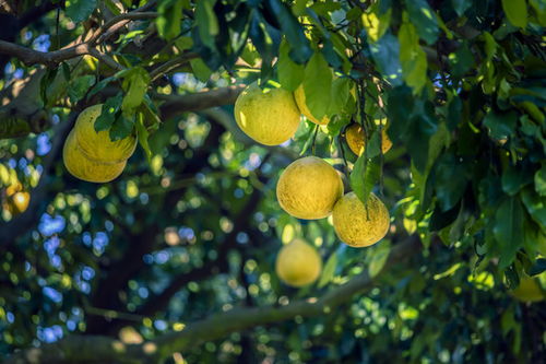 農林漁牧素材 高品質瓜果種植與綠化植物租賃圖片下載指南