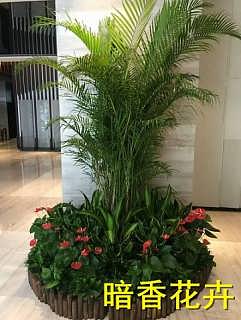 杭州綠化新風尚 植物、花卉租賃引領環保與美觀生活